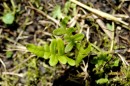 Engelfarn - Polypodium vulgare * 1300 x 866 * (360KB)